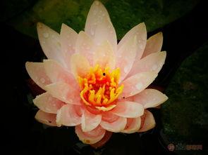 莲花在线最新爆料,最新爆料背后的惊人真相  第3张